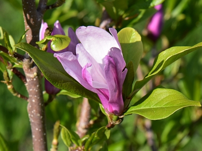 Magnolia Ann kwiat