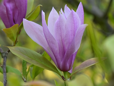Magnolia Betty kwiat