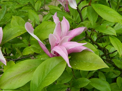 Magnolia Betty kwiat