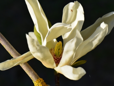 Magnolia Elizabeth kwiat