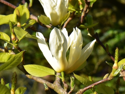 Magnolia Elizabeth kwiat