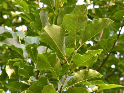 Magnolia Galaxy gałązka