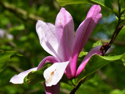 Magnolia Galaxy kwiat