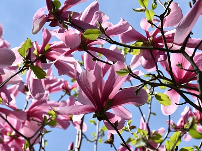 Magnolia Galaxy kwiaty
