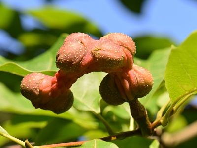 Magnolia Galaxy owoc