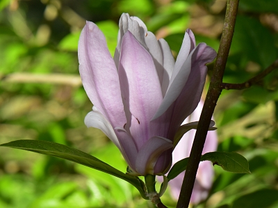 Magnolia George Henry Kern kwiat