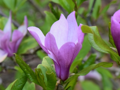 Magnolia Judy kwiat