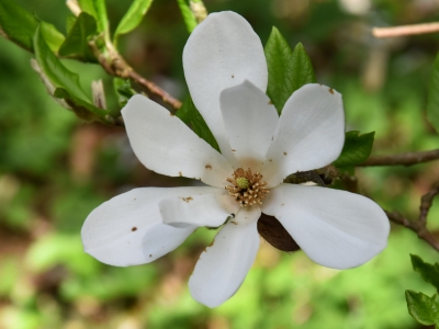Magnolia Loebnera kwiat