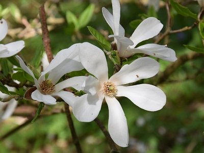Magnolia Loebnera kwiaty