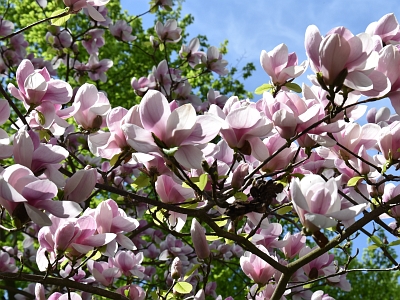 Magnolia Pepper Mint Stick kwiat