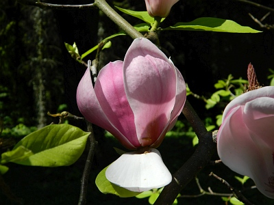 Magnolia Pepper Mint Stick kwiat