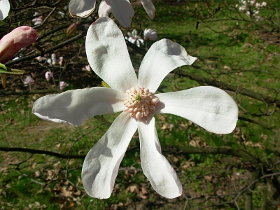 Magnolia Pink Glory kwiat