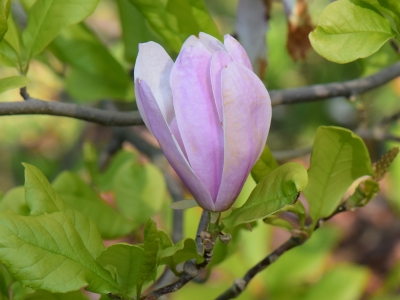 Magnolia Pinkie kwiat