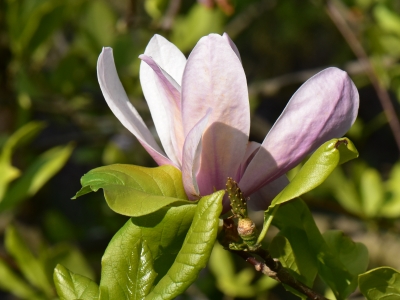 Magnolia Pinkie kwiat