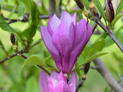 Magnolia Randy kwiat