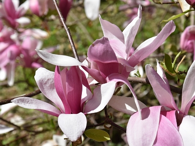 Magnolia Royal Crown kwiat
