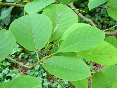 Magnolia Siebolda liście