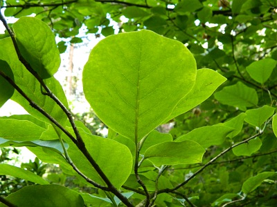 Magnolia Siebolda liść