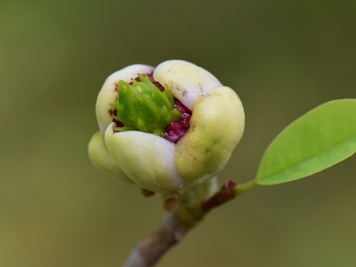 Magnolia Siebolda pąk kwiatowy
