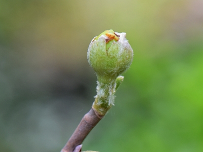 Magnolia Siebolda pąk