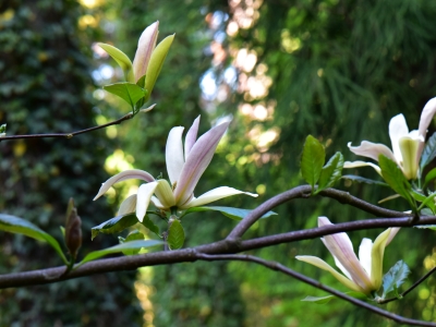 Magnolia Stellar Acclaim kwiat