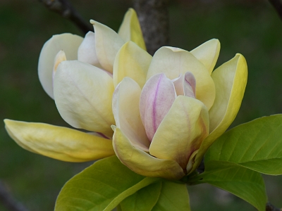 Magnolia Sunsation kwiat