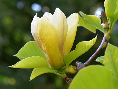 Magnolia Sunsation kwiat