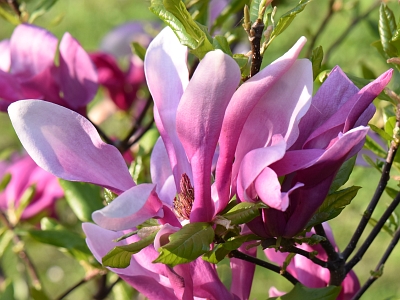 Magnolia Susan kwiat
