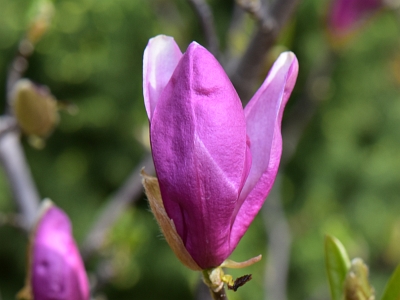 Magnolia Susan kwiat