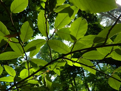 Magnolia Wilsona gałązka