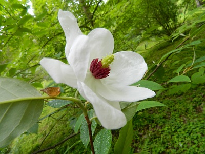Magnolia Wilsona kwiat