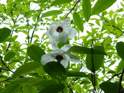 Magnolia Wilsona kwiaty