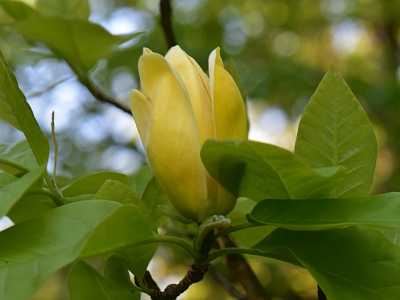 Magnolia Yellow Bird kwiat