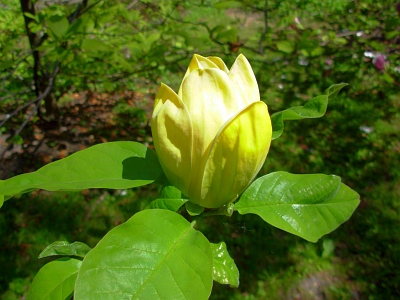 Magnolia Yellow Bird kwiat