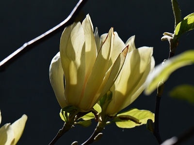 Magnolia Yellow Lantern kwiat