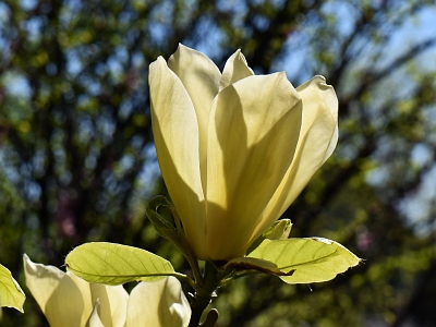 Magnolia Yellow Lantern kwiat