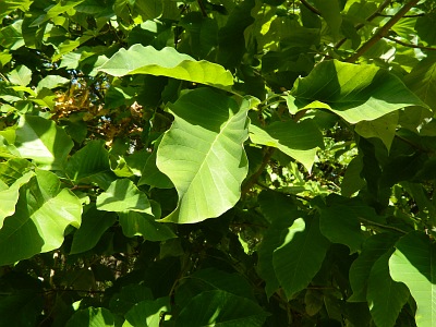 Magnolia drzewiasta gałązka