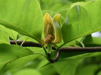 Magnolia drzewiasta kwiat