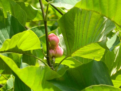 Magnolia drzewiasta owoc