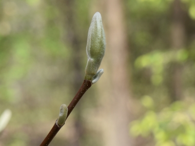 Magnolia drzewiasta pąk