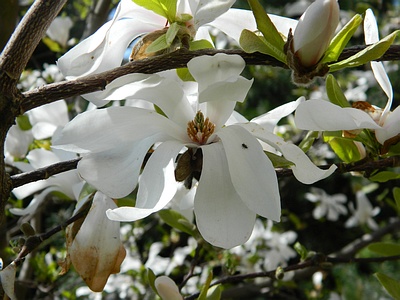 Magnolia gwiaździsta kwiat