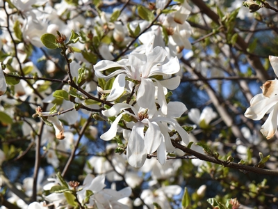 Magnolia gwiaździsta kwiaty