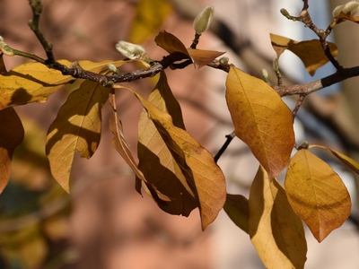 Magnolia gwiaździsta jesienią