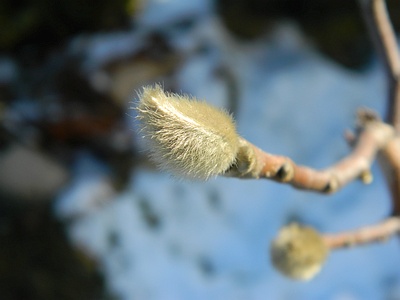 Magnolia gwiaździsta pąk