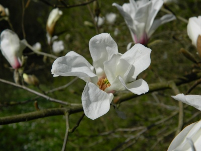 Magnolia japońska kwiat