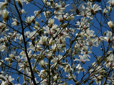 Magnolia japońska kwitnienie