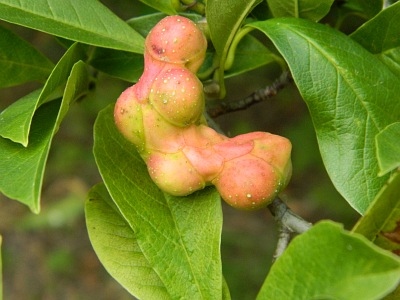 Magnolia japońska owoc