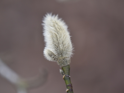 Magnolia japońska pąk