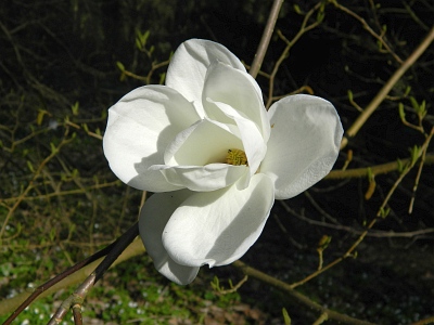 Magnolia naga kwiat