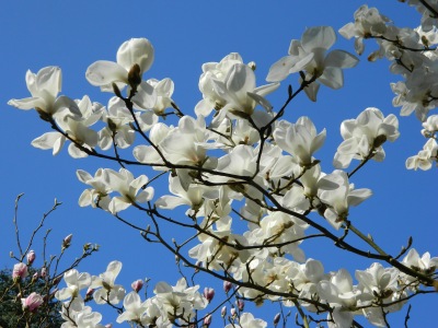 Magnolia naga kwiaty